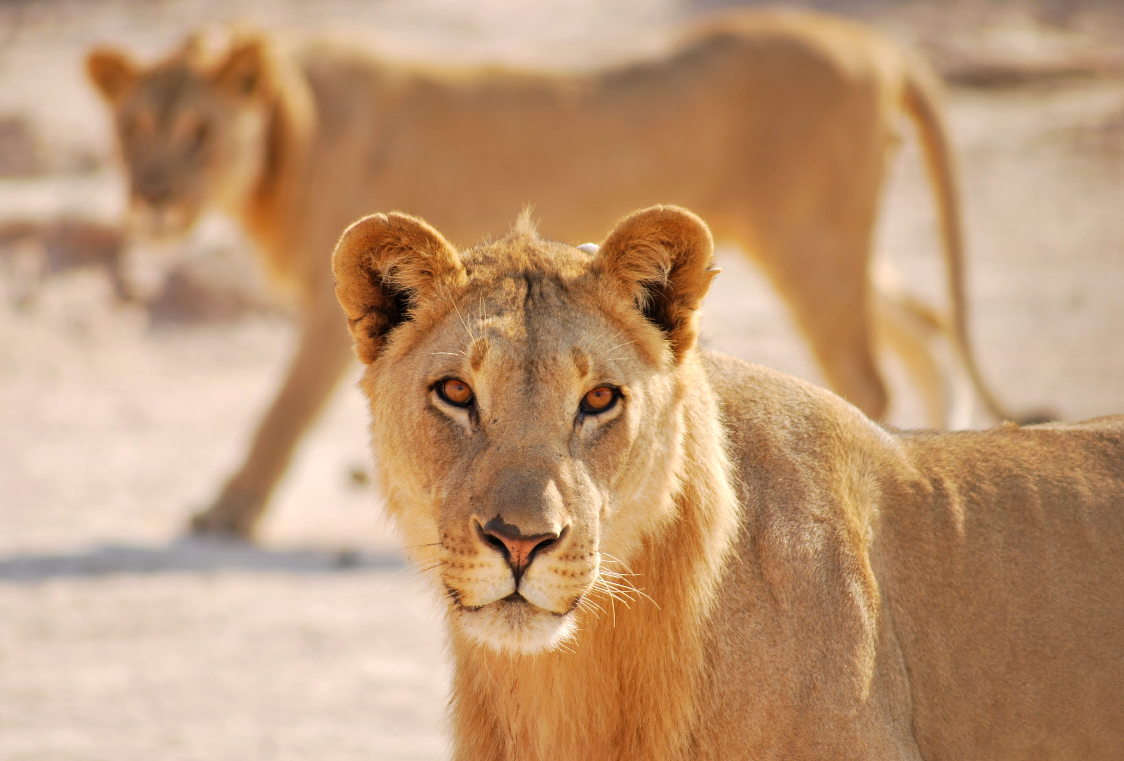 The Lion Recovery Fund's Latest Work to Protect Lions Lion Recovery Fund